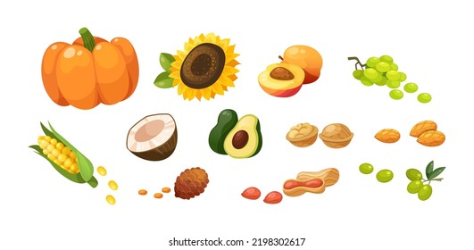 Set of vegetarian natural products containing healthy fats. High fat fruit, vegetables and nuts. Pumpkin, sunflower, avocado, walnut, grape, peanut, almond, coconut wholesome nutrition products vector