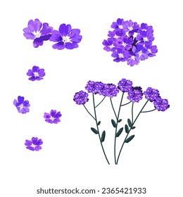 Set of verbena flowers isolated on white background. vector illustration.