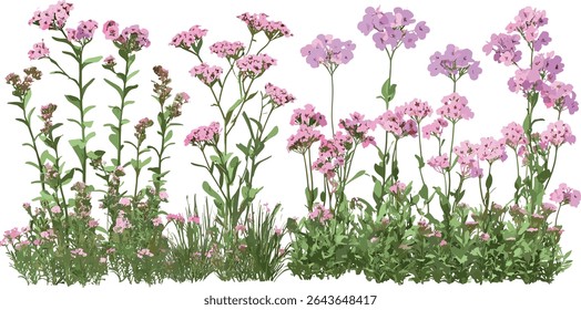 Conjunto de Verbena rigida e Verbena bonariensis flores frontais corte isolado, plantas de jardim, flores perenes, flor de verão, ervas decorativas, ilustração vetorial.