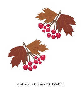Set of viburnum berries with leaves. Vector illustration of a branch of bright berries. Food and traditional medicine concept. Illustration used for magazine, book, poster, card design, menu cover.