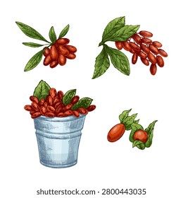 Set of vintage barberry illustrations featuring berry clusters with leaves, loose fruits and a rustic metal bucket filled with berries. Created in detailed hand drawn engraving style, perfect for herbal products, natural packaging, labels, recipes and botanical designs.