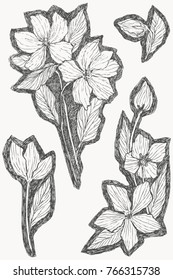 Set of vintage botanical illustration flowers. Flower concept. Botanica concept. Vector design.