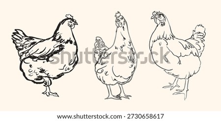 Set of vintage chicken and hen illustrations featuring rustic farmyard charm, perfect for agriculture, rural lifestyle, poultry-themed designs, and retro-inspired creative projects.