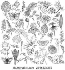 set of vintage drawing flowers, leaves, tree branches, berries and butterflies, floral graphic design elements at white background, hand drawn illustration