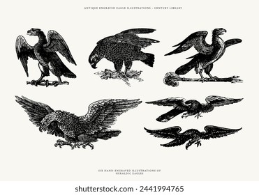 A Set of Vintage Eagle Line Art Illustrations, Flying and Perched American Eagles