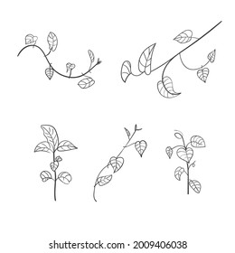 Set of vintage floral elements doodle vector. Elements flowers, branches, swashes and flourishes