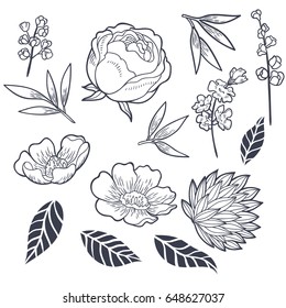 Set of vintage floral elements for invitation card and label design.  Blooming  rose and anemone with leaves and herbs for bouquet. Vector botanical hand drawn illustration.