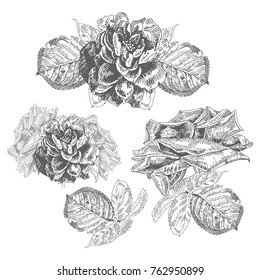 
Set of Vintage Graphic Roses. Vector