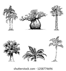 Set of vintage hand drawn illustration with palm tree in engraving style. Sketch of a tree isolated on white for design