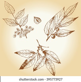 Set of vintage hand drawn plants