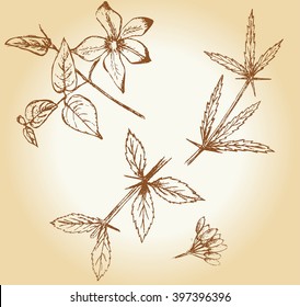Set of vintage hand drawn plants 