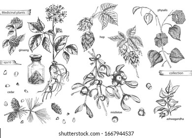 Set vintage hand drawn sketch medicine herbs elements isolated on white background. Cedar, mistletoe, hop, physalis, ashwagandha, ginseng. Graphic vector illustration art.