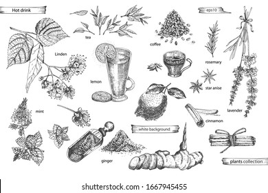 Set vintage hand drawn sketch hot drinc elements isolated on white background. Star anise, cinnamon, lavender, rosemary, lemon, ginger, coffee, tea, mint, Linden. Graphic vector illustration art.