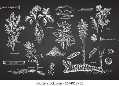 Set vintage hand drawn sketch medicine herbs elements isolated on black chalk board background. Wormwood, turmeric, tansy, ashwagandha, shepherds, purse, ginseng. Graphic vector illustration art.