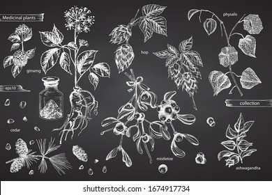 Set vintage hand drawn sketch medicine herbs elements isolated on black chalk board background. Cedar, mistletoe, hop, physalis, ashwagandha, ginseng. Graphic vector illustration art.