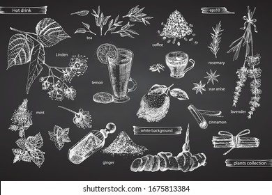 Set vintage hand drawn sketch hot drinc elements isolated on black chalk board background. Star anise, cinnamon, lavender, rosemary, lemon, ginger, coffee, tea, mint, Linden. Vector illustration art.