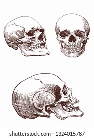 Set of vintage human skulls, vector illustration,retro background