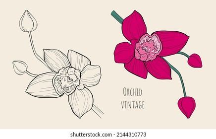 Set of vintage large blooming orchids with closed buds on one stem. Branch of flowers in black and white and color variant. Bright pink decorative floral element for the design of wedding invitations.