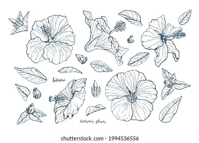 Set of Vintage Line art hibiscus flowers and leaves with dark blue outline isolated on white background. Stock vector illustration.