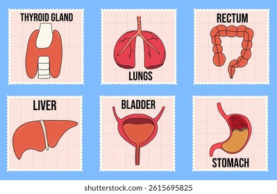 Set of vintage postage stamps with different anatomical organs, with lungs, liver, stomach. Medical vector cards