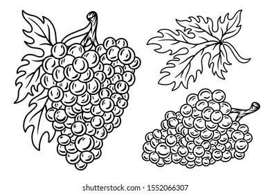 Set of vintage retro grape bunch vine with leaves isolated vector illustration on a white background. Design element for logo, badge, tattoo, banner, poster.