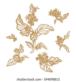 Set of vintage retro handmade pictures. Branches of coffee tree with leaves, flowers and natural coffee beans. Botanical contour drawing. Vector illustration isolated on white background eps.10