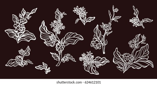 Set of vintage retro handmade pictures. Branches of coffee tree with leaves, flowers and natural coffee beans. Botanical contour drawing. Vector illustration isolated on white background eps.10