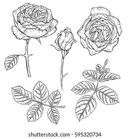 Set of vintage roses drawn with ink. Vector illustration. Page for coloring