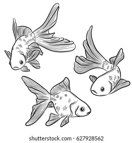 Set of vintage sketch of goldfish. Hand drawn illustration in line art style.