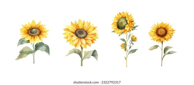 Set von Vintage-Farbe für Sonnenblumen, einzeln auf weißem Hintergrund. Kollektion Sommersonnenblumen, Vektorgrafik