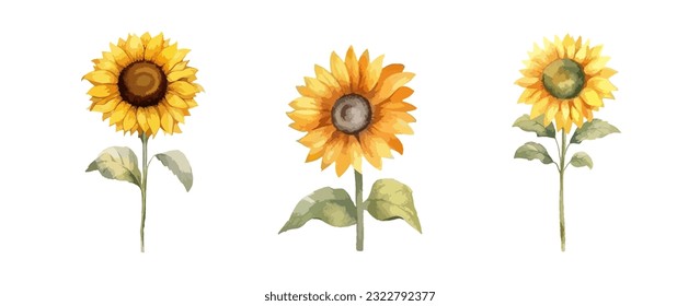 Set of vintage sunflower watercolor isolated on white background. Summer sunflowers collection vector illustration