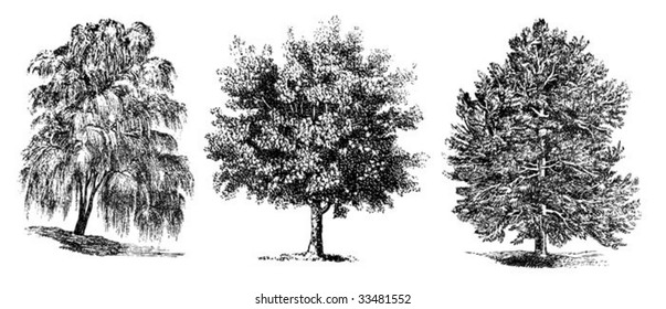 set of vintage trees drawing