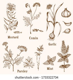 Set of vintage vector hand drawn spices and herbs.