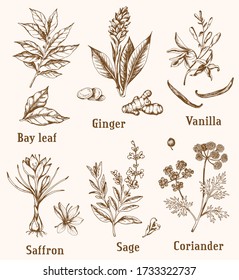 Set of vintage vector hand drawn spices and herbs.