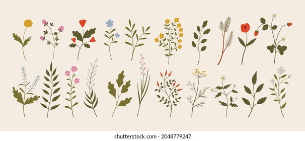 Set of vintage wild herbs, flowers, branches, leaves. Botanical vector illustrations of forest flora. Hand drawn colorful floral elements. Clipart for design and print