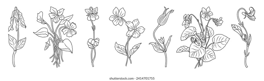 Set of Viola, Violet line art vector drawings. 
