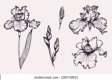 Set of violet iris botanical flowers in vector. Line-art style. 
