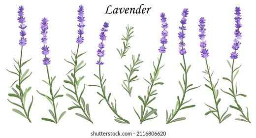 Set of violet lavender flowers on white background, vector illustration.