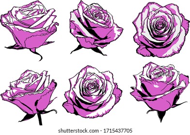 set of violet roses isolated on white