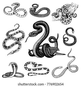 Set Viper Snake. serpent cobra and python, anaconda or viper, royal. engraved hand drawn in old sketch, vintage style for sticker and tattoo. ophidian and asp.