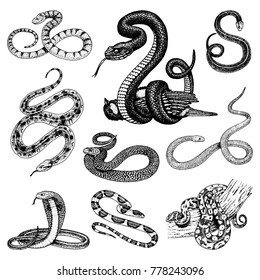 Set Viper Snake. serpent cobra and python, anaconda or viper, royal. engraved hand drawn in old sketch, vintage style for sticker and tattoo. ophidian and asp.