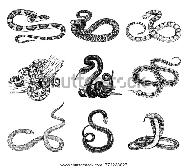 Set Viper Snake Serpent Cobra Python Stock Vector (Royalty Free) 774233827