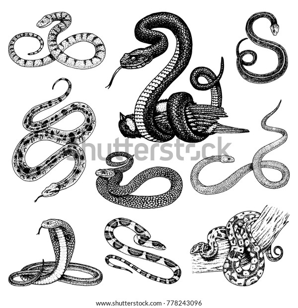 Set Viper Snake Serpent Cobra Python Stock Vector (Royalty Free ...