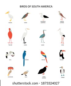 Set with virds of South America. Pelican, heron, stork, agami, macaw etc. Cute cartoon character. Flat modern style. 