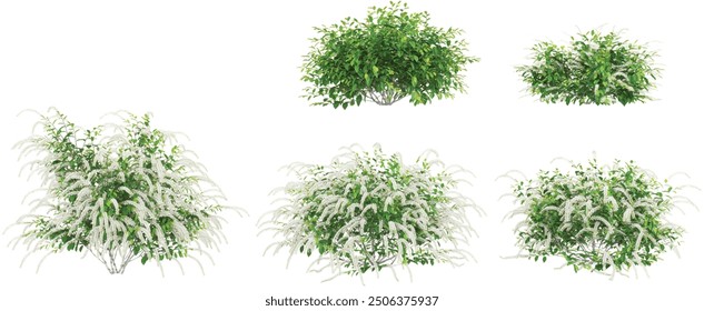 set of Virginia sweetspire trees on transparent background, 3D rendering
