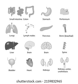 Set of visceral organs, vector, icons, medical illustration