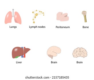 set of visceral organs, vector, illustration