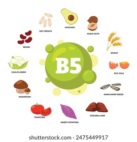 Set of vitamin B5 source dietetic organic nutrition products, Organic nutrition, food containing avocado, huzelnut, wheat, egg yolk, sunflower seeds, potato, tomato, mushroom, cauliflower, beans,oat.