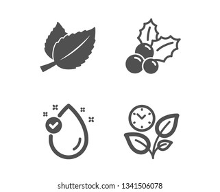 Set of Vitamin e, Mint leaves and Christmas holly icons. Leaves sign. Oil drop, Mentha herbal, Ilex aquifolium. Grow plant.  Classic design vitamin e icon. Flat design. Vector