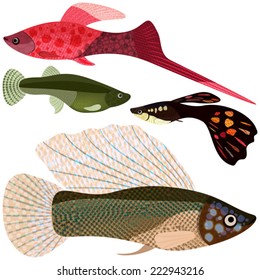 Set viviparous fishes aquarium: sword-bearer, guppy, poecilia velifera, EPS10 - vector graphics.